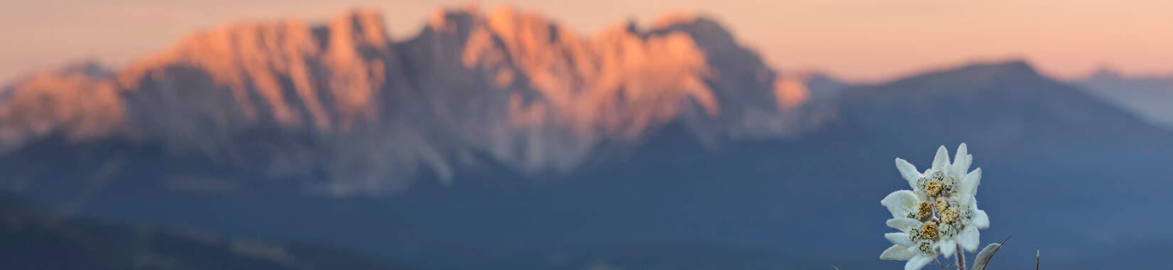 Edelweiss in den Schweizer Alpen bei Sonnenuntergang